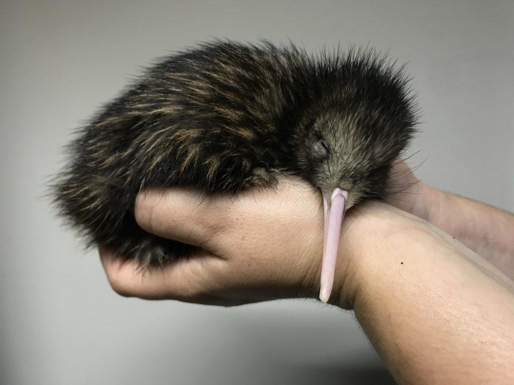 Two hands holding a sleeping Kiwi at the Willowbank Wildlife Reserve